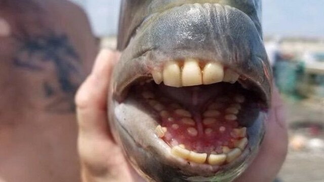 صید ماهی کمیاب با دندان‌های شبیه انسان در کارولینای شمالی