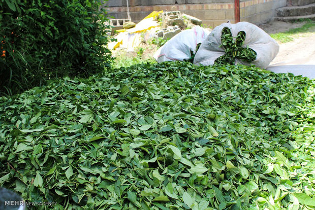 خرید بیش از ۱۴ هزار تن برگ سبز چای از چایکاران شمال