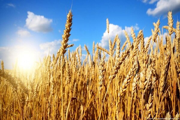 رضایت کشاورزان از قیمت اعلامی گندم توسط دولت