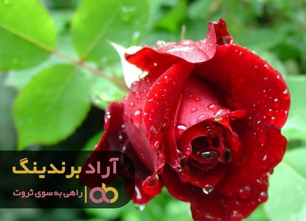 قیمت گل رز طبیعی تهران
