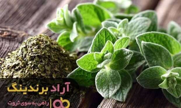 با پرورش نگرش مثبت در ذهن ریشه های ثروت را بپرورانید با پرورش نگرش مثبت در ذهن ریشه های ثروت را بپرورانید