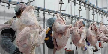 یزد به قطب تولید گوشت بوقلمون کشور تبدیل می شود