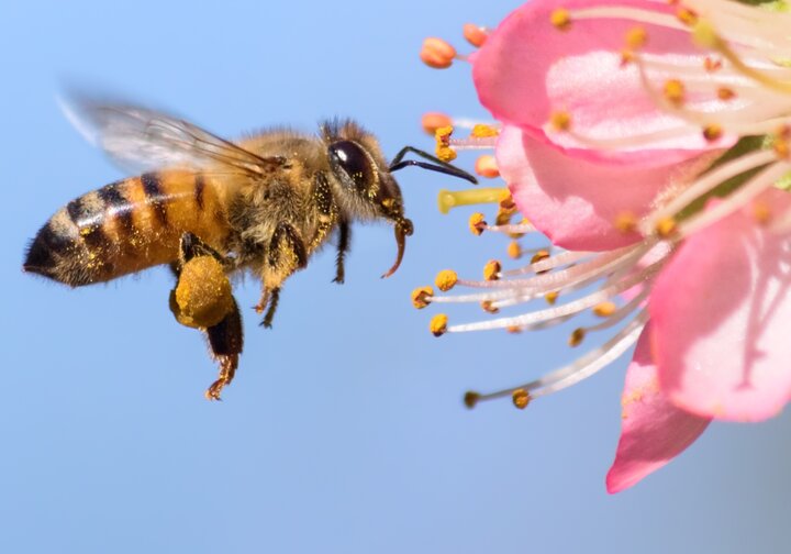 باغداران با وجود پرداخت هزینه از زنبورداران استقبال نمی کنند