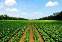فعالیت سنتی پاشنه آشیل بخش کشاورزی/ نرخ نفوذ فناوری ۱۵ درصد است