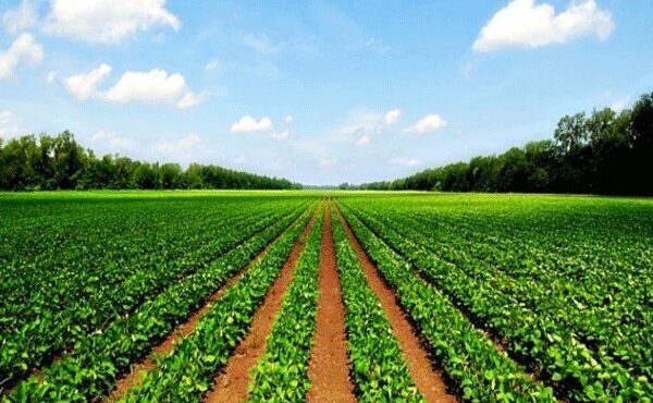 فعالیت سنتی پاشنه آشیل بخش کشاورزی/ نرخ نفوذ فناوری ۱۵ درصد است