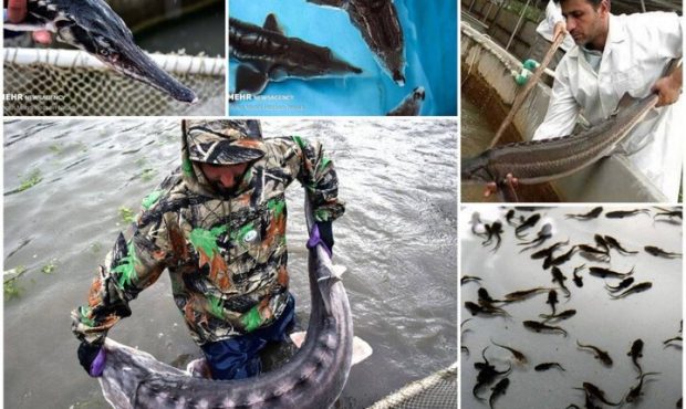ممنوعیت صیدماهیان خاویاری منجر به توسعه مزارع پرورش این ماهیان شد