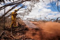 افزایش تلفات آتش‌سوزی‌های جنگلی در هاوایی