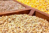 تولید ۶ بذر هیبرید قابل رقابت با نمونه خارجی در کشور