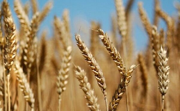 ۴۵درصد گندم استان سمنان در میامی تولید می‌شود