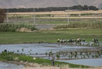 کشت برنج در اصفهان به کمتر از ۴ هزار هکتار رسید