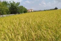 ۱۰ درصد شالیزارهای گیلان به مرحله برداشت برنج رسیده است