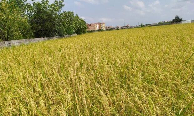 ۱۰ درصد شالیزارهای گیلان به مرحله برداشت برنج رسیده است