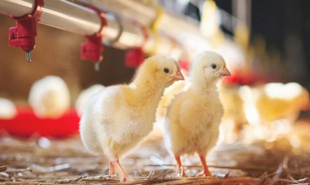 شاخص قیمت تولیدکننده محصولات مرغداری‌های صنعتی در بهار ۱۴۰۲
