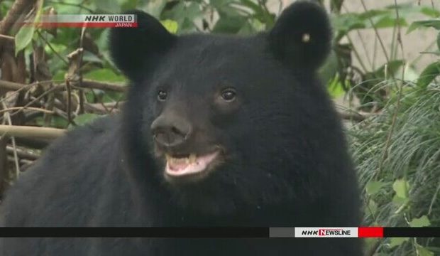 آمار بی‌سابقه حمله خرس‌ها به مردم در ژاپن