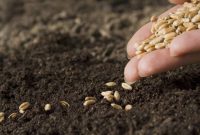 بذر گندم بین کشاورزان استان سمنان توزیع می‌شود