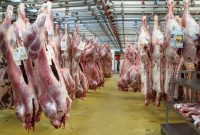 واردات گوشت قرمز سبک افزایش و گوشت مرغ کاهش یافت