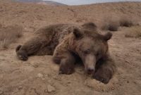 مرگ خرس قهوه‌ای در تصادف جاده شاهرود
