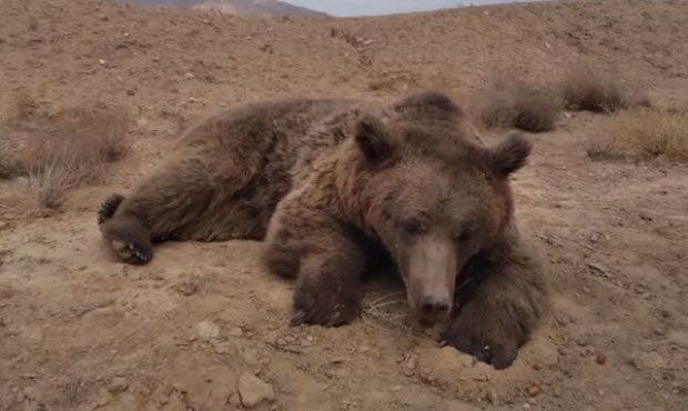 مرگ خرس قهوه‌ای در تصادف جاده شاهرود