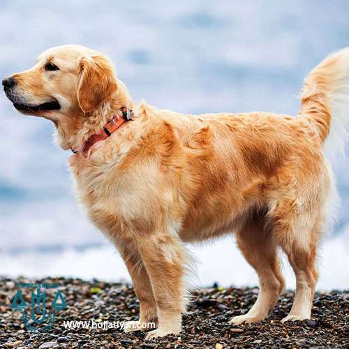 مسائل حقوقی درباره نگهداری حیوانات