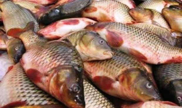 ظرفیت تولید ماهی در استان سمنان به ۱۶۰۰ تن رسید