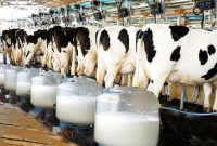 کمترین تورم سالانه برای «شیر» ثبت شد