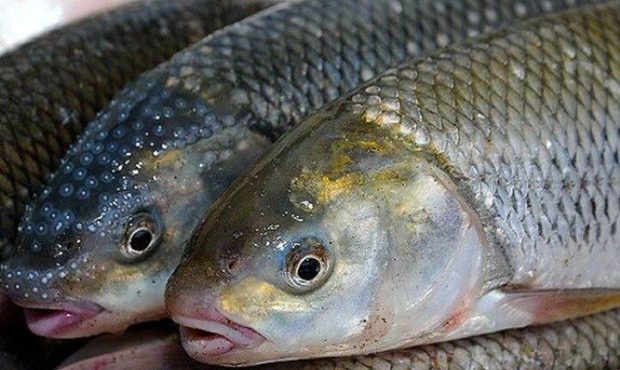 آمریکا ماهی روسیه را هم تحریم کرد