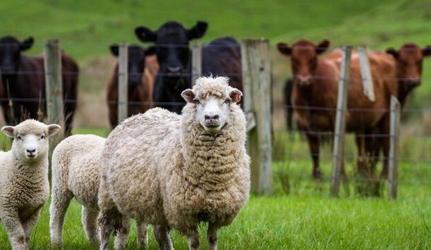 افزایش بیش از ۱۶۰ درصدی قیمت گوسفند زنده
