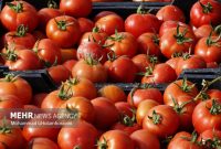 عوارض صادرات گوجه فرنگی ۵۵درصد اعلام شد