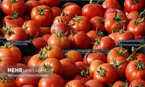 عوارض صادرات گوجه فرنگی ۵۵درصد اعلام شد