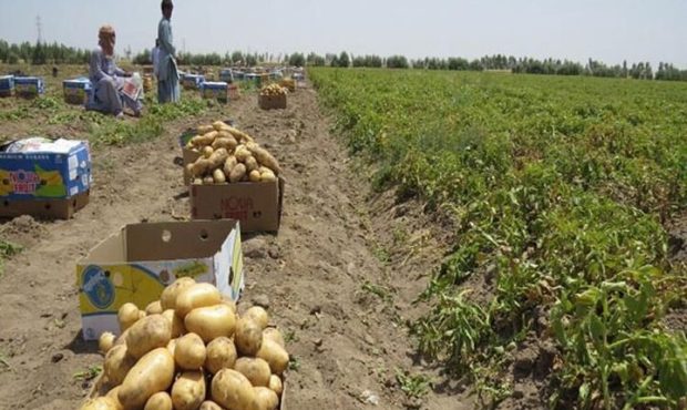 صادرات سیب‌زمینی ۱۶۹ درصد افزایش یافت