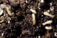 تاکید قانون بر مطالعات خاک شناسی در مقیاس بیست‌وپنج هزارم