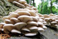 هشدار در مواجهه با مسمومیت ناشی از قارچ های سمی