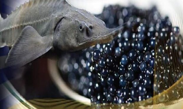 خطر انقراض ۵ گونه ماهیان خاویاری دریای خزر