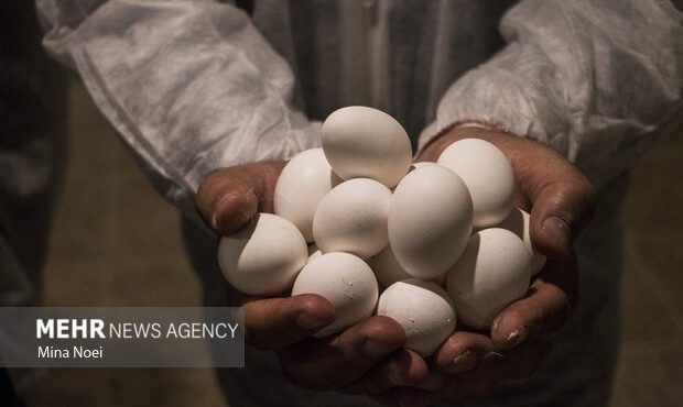 کشف ۲ تن تخم مرغ فاقد مجوز در گرمسار/ یک نفر دستگیر شد