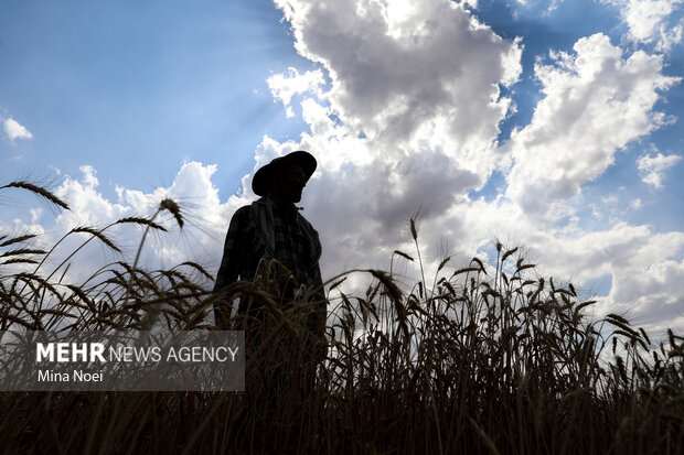 واریز ۴۰ همت از مانده مطالبات گندمکاران با عاملیت بانک کشاورزی واریز ۴۰ همت از مانده مطالبات گندمکاران با عاملیت بانک کشاورزی