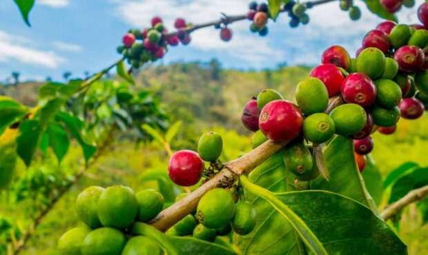 خوش طعم ترین قهوه دنیا را بشناسید!