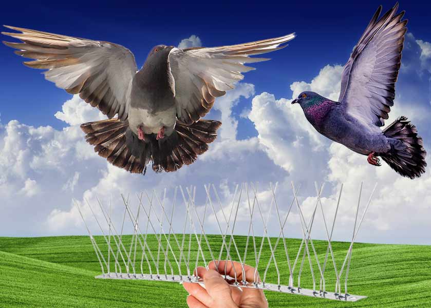 شاخک پرنده ‌پران راهکاری مطمئن برای مقابله با تجمع پرندگان در ساختمان ‌ها و مزارع