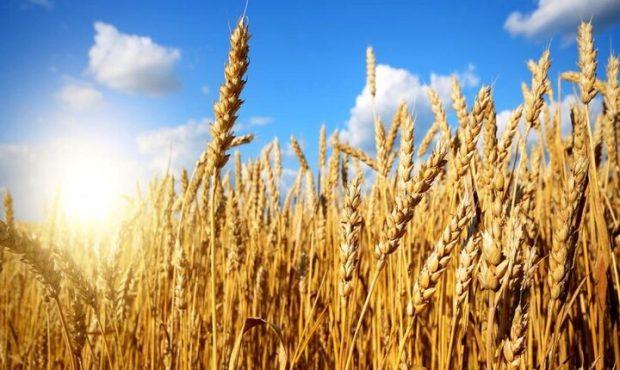 مطالبات گندمکاران تا ۲۲ مهر پرداخت شد مطالبات گندمکاران تا ۲۲ مهر پرداخت شد