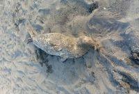 عاشوری: کشف لاشه ۴ فوک خزری در سواحل گیلان؛تعداد تلفات به ۵۴ مورد رسید