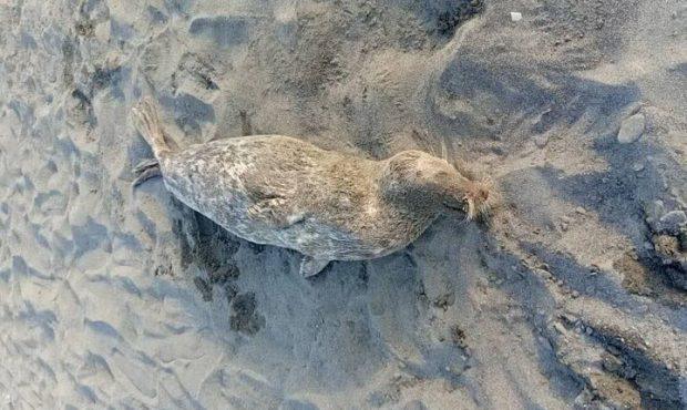 عاشوری: کشف لاشه ۴ فوک خزری در سواحل گیلان؛تعداد تلفات به ۵۴ مورد رسید