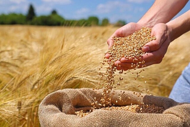 قیمت خرید گندم باید برای کشاورز اقناع‌کننده باشد/ هشدار درباره انحراف گندم برای مصارف دامی
