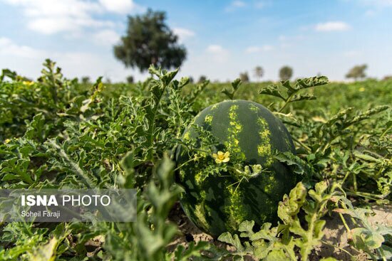 می‌توان بوته هندوانه را به کدو پیوند زد