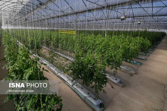 حمایت از پژوهش‌های کاربردی در زنجیره ارزش گلخانه و شیلات