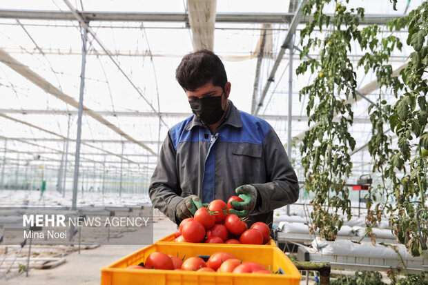 رشد ۵۰۰ درصدی تولیدات کشاورزی ایران در چهار دهه گذشته